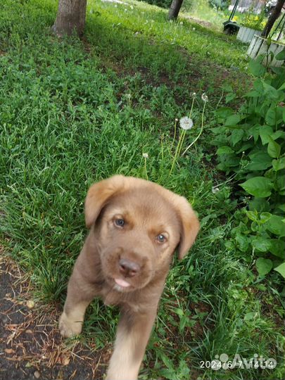 Немецкая овчарка