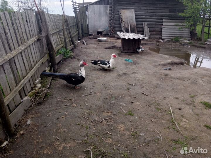 Продам индоуток