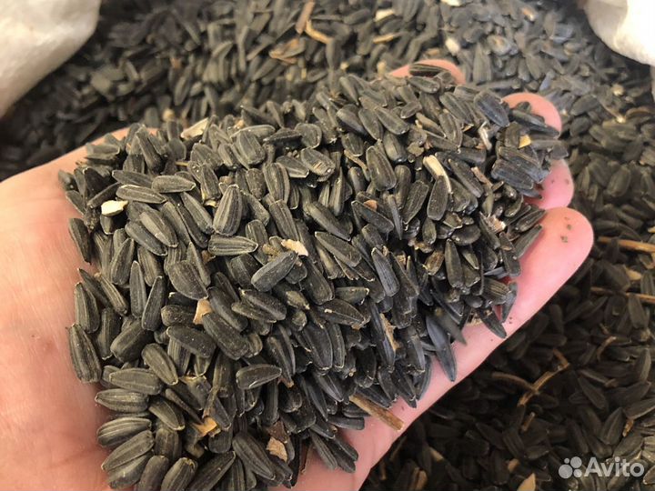 Семечка подсолнечника