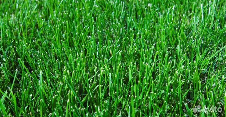 Семена газонные. Универсальные