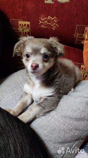 Щенки чихуахуа