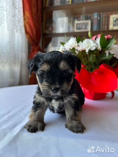 Йоркширский терьер щенки 16