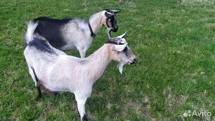 Вкусное козье молоко