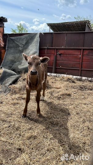 Телочка 2 месяца