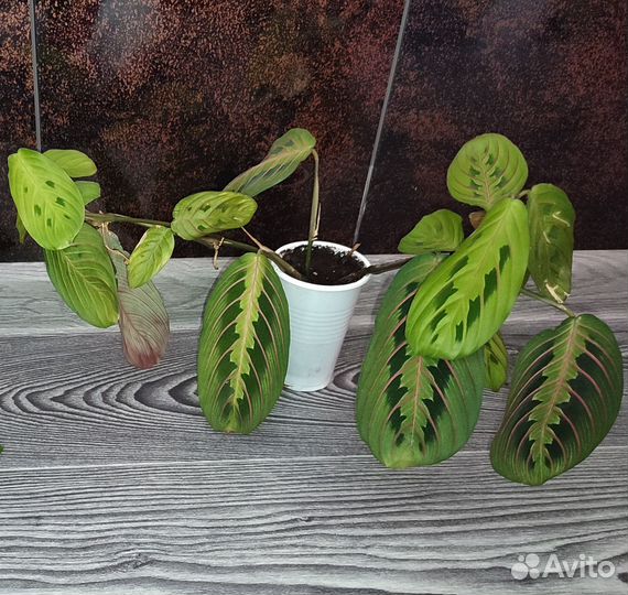 Комнатные растения