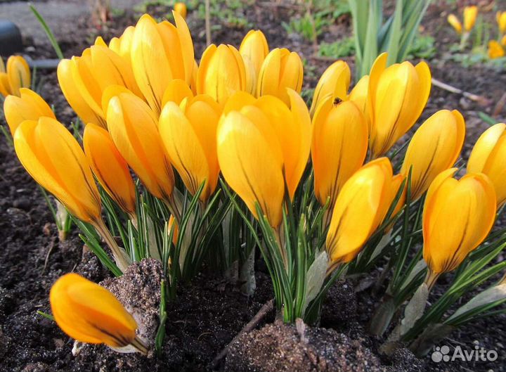 Луковицы крокусов