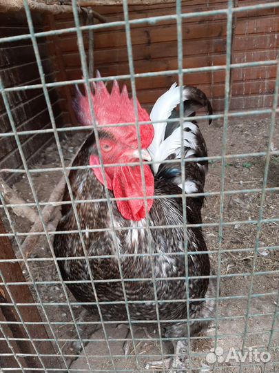 Молодые петухи