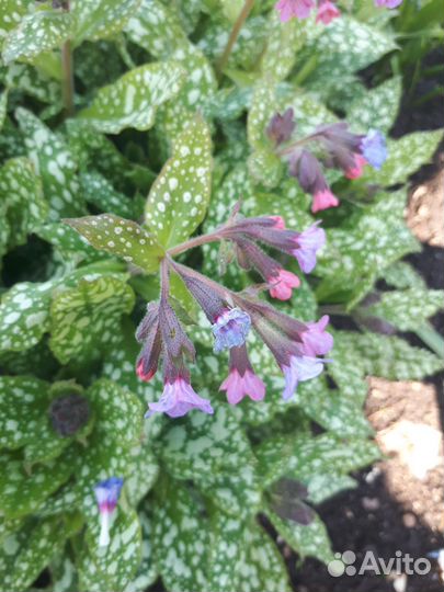 Многолетники для сада цветы