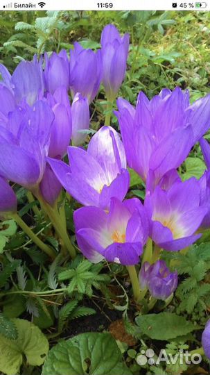 Безвременник