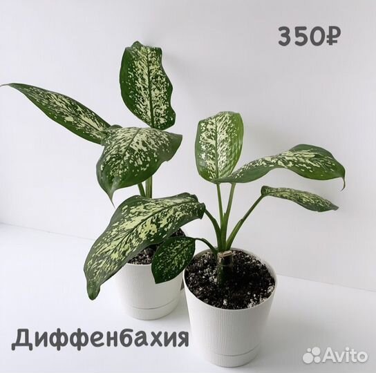 Диффенбахия