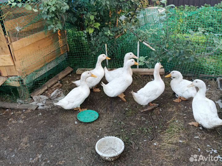 Утка домашняя