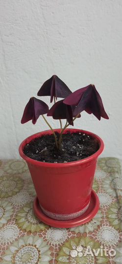 Кислица оксалис (бабочка)