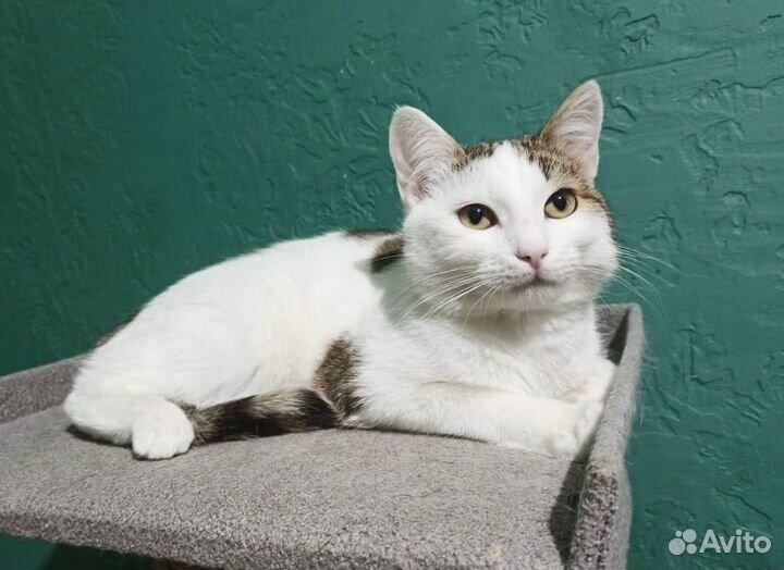 Кот Тоша ищет дом