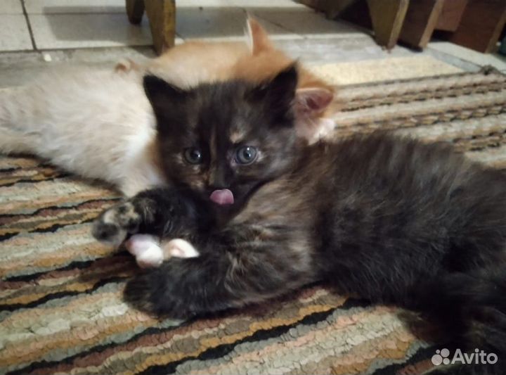 Отдам котенка в добрые руки