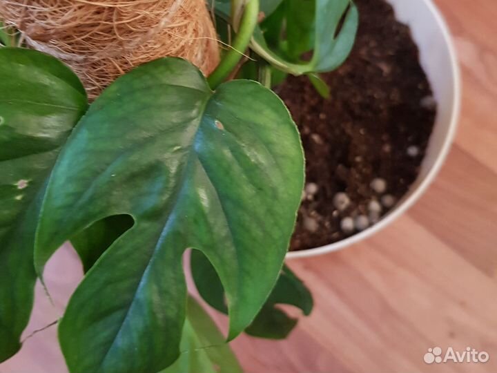 Радидофора тетрасперма