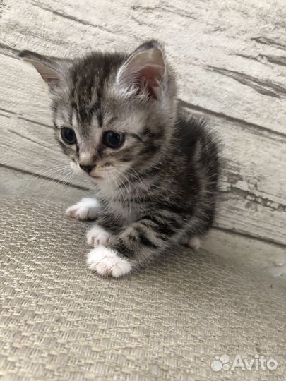 Кошка в дар