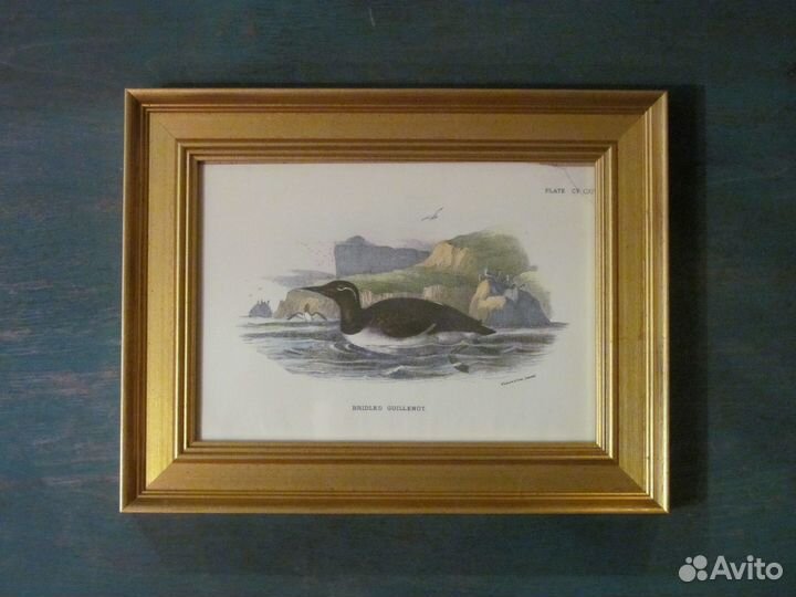 1896 Bridled Guillemot Старинная гравюра из Европы