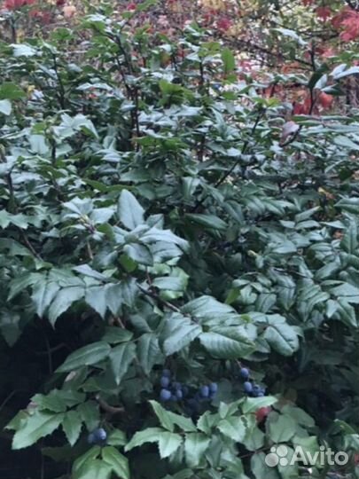 Айва японская (хеномелес) магония падуболистная