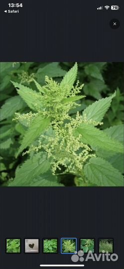 Крапива семена