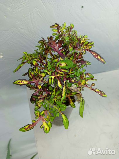 Колеусы вегетативные