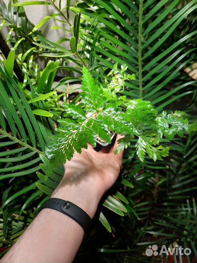 Davallia chaerophylloides