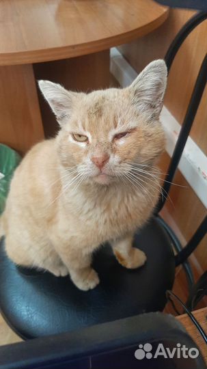 Котик в добрые руки