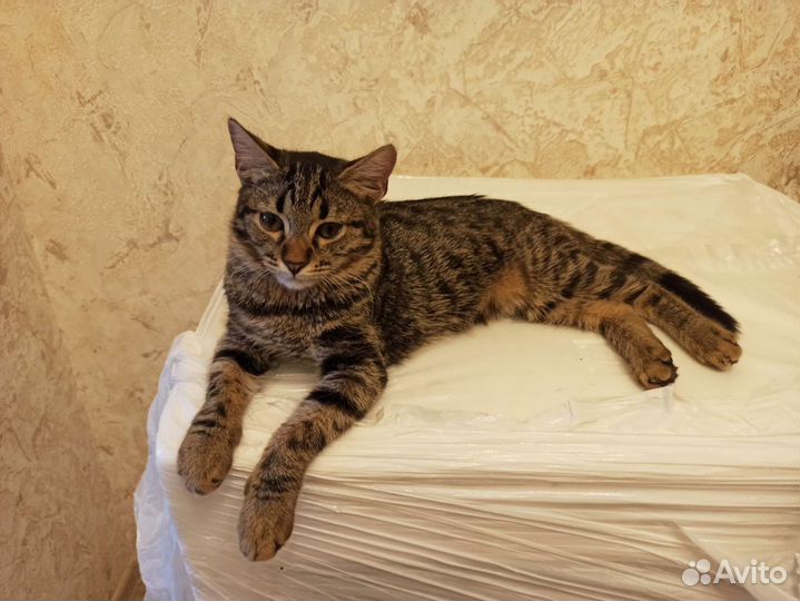 Котик 7 месяцев