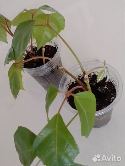 Березка - Роициссус