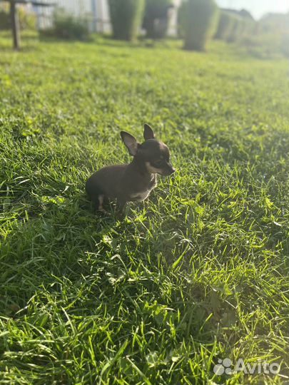 Мини той-терьер щенки