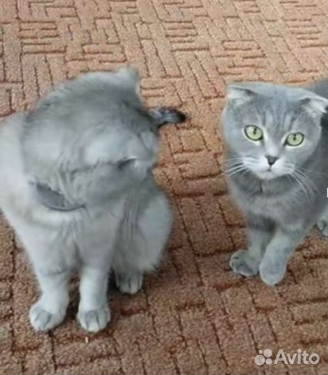 Шотландские котята