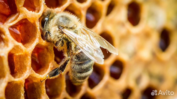 Продам пчел