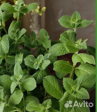 Каланхоэ лекарственный и мята домашняя