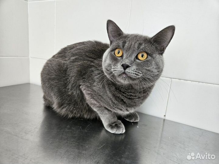 Британский кот