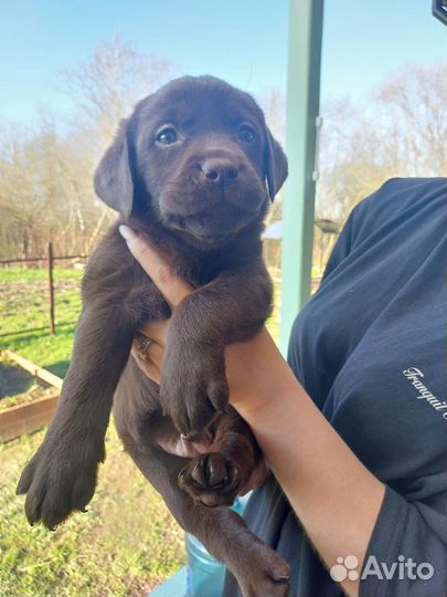 Лабрадор мальчик