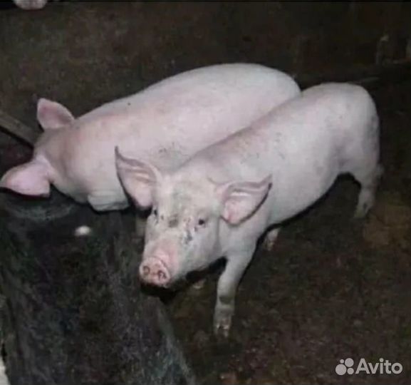 Поросята ландрас