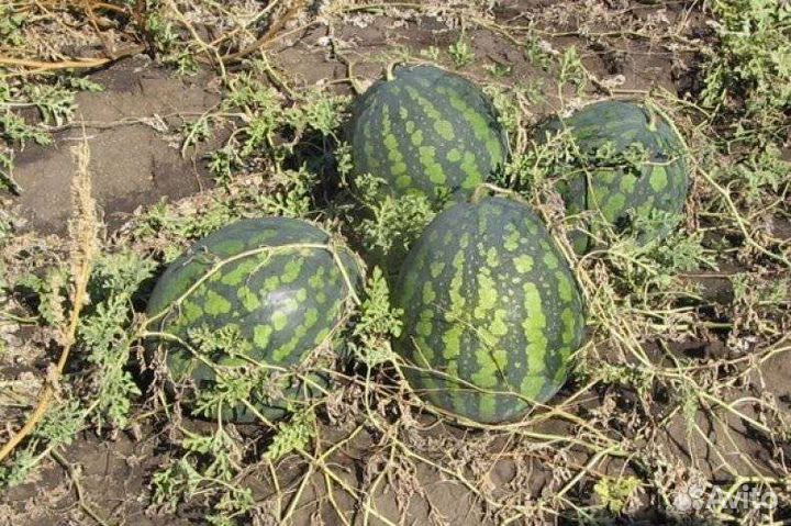 Семена арбуза Холодок