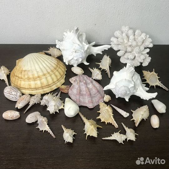 Морские ракушки и коралл