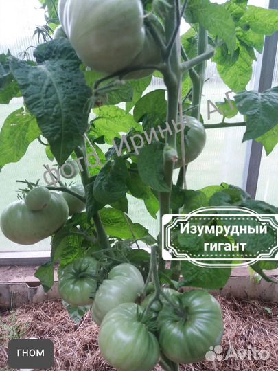 Семена томатов 