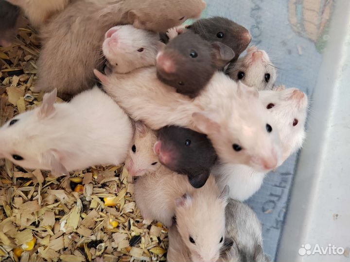 Сирийский хомяк