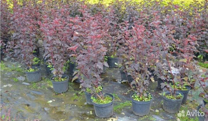 Пузыреплодник калинолистный