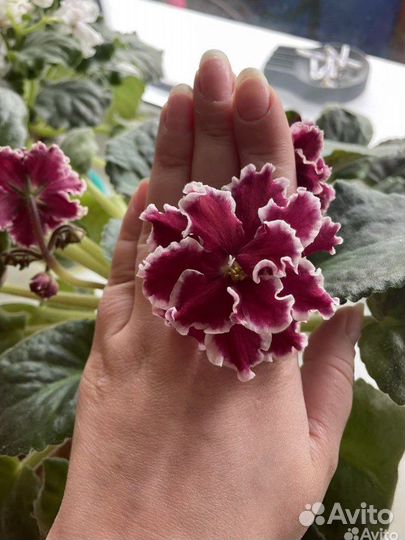 Сортовые фиалки