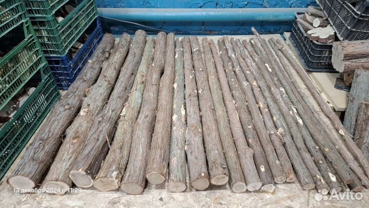 Можжевельник