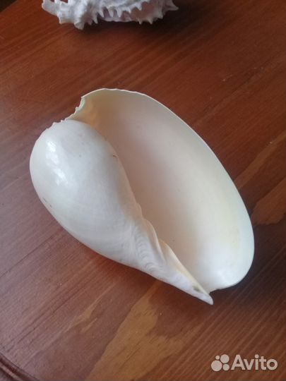 Ракушки морские