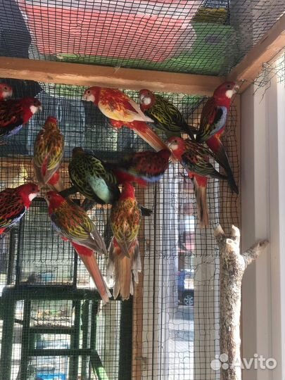 Попугай розелла