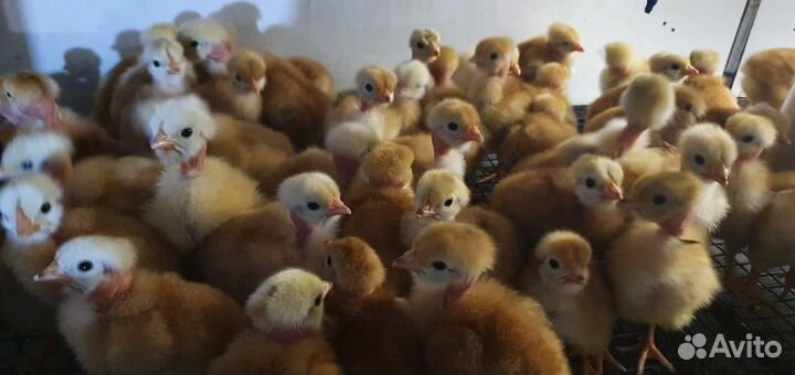 Продаем цыплят