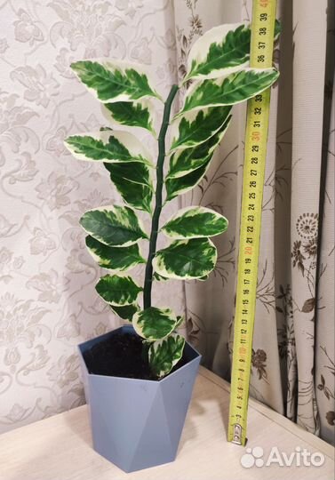 Комнатный цветок, фикус