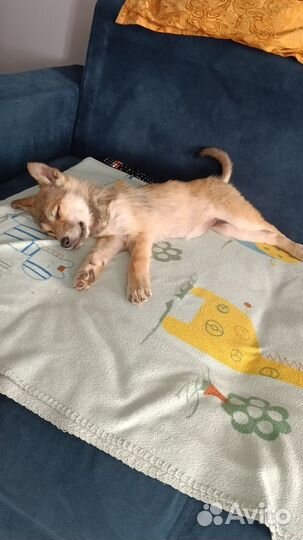 Я пропадаю. Щенок в добрые руки