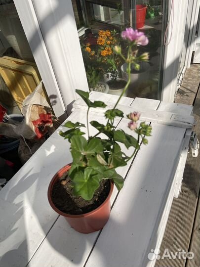 Пеларгония герань