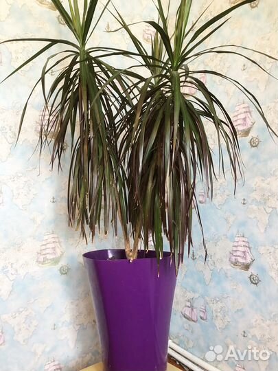 Пальма драцена