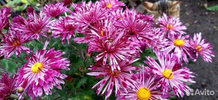 Хризантемы